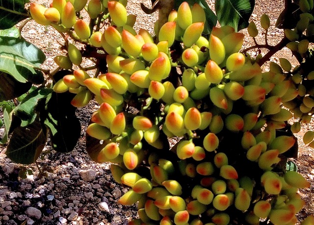 Pistachio fruit in summer. Photo © José Manuel Dorado